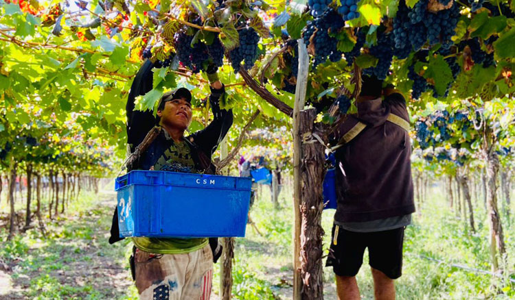 Fotografía Cafayate ya cuenta con más de 30 graduados de la tecnicatura en Viticultura y Enología