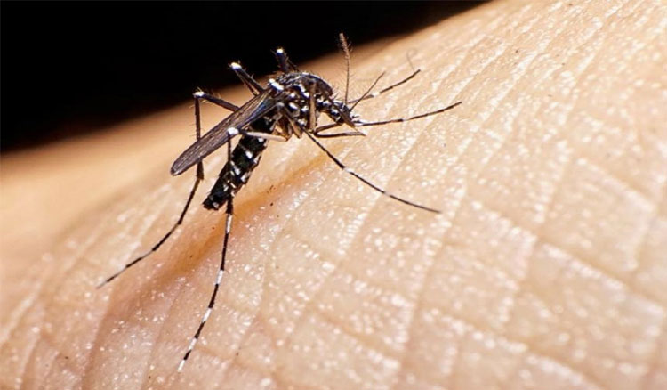 Dengue: tres escuelas técnicas elaboran repelentes naturales de bajo costo Imagen: Dengue, tres escuelas técnicas elaboran repelentes naturales de bajo costo