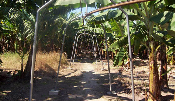sistema fijo de cosecha de banano por cable carril en Colonia Santa Rosa