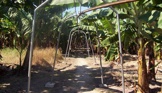 sistema fijo de cosecha de banano por cable carril en Colonia Santa Rosa sistema fijo de cosecha de banano por cable carril en Colonia Santa Rosa